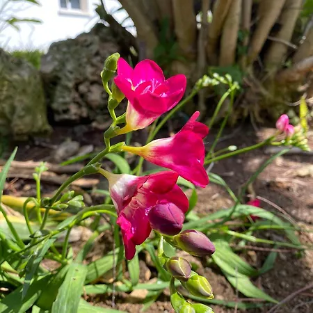 Kritos Apartments-one Bedroom